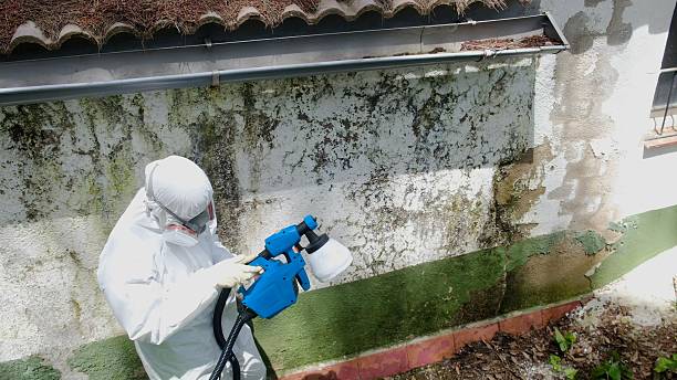 Top rated local Basement Mold Removal specialists in Ridgefield, NJ